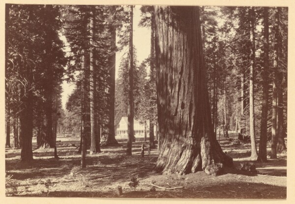 Carleton Watkins, [Hotel Among The Trees Calaveras Grove 3507]