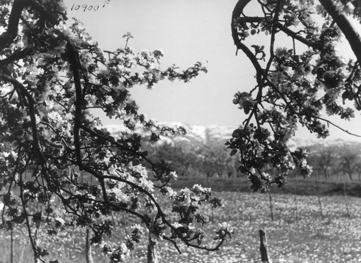 Anders Beer Wilse, Wilse original, Fruktblomstring