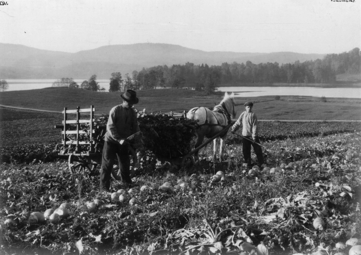 Hermann Christian Neupert, Bogstad, Oslo. 1920. Turnipsopptaking. Mann og gutt i arbeidsklær med håndredskaper i åkeren med hest og åpen vogn med grinder foran og bak. Fot. H.C. Neupert.