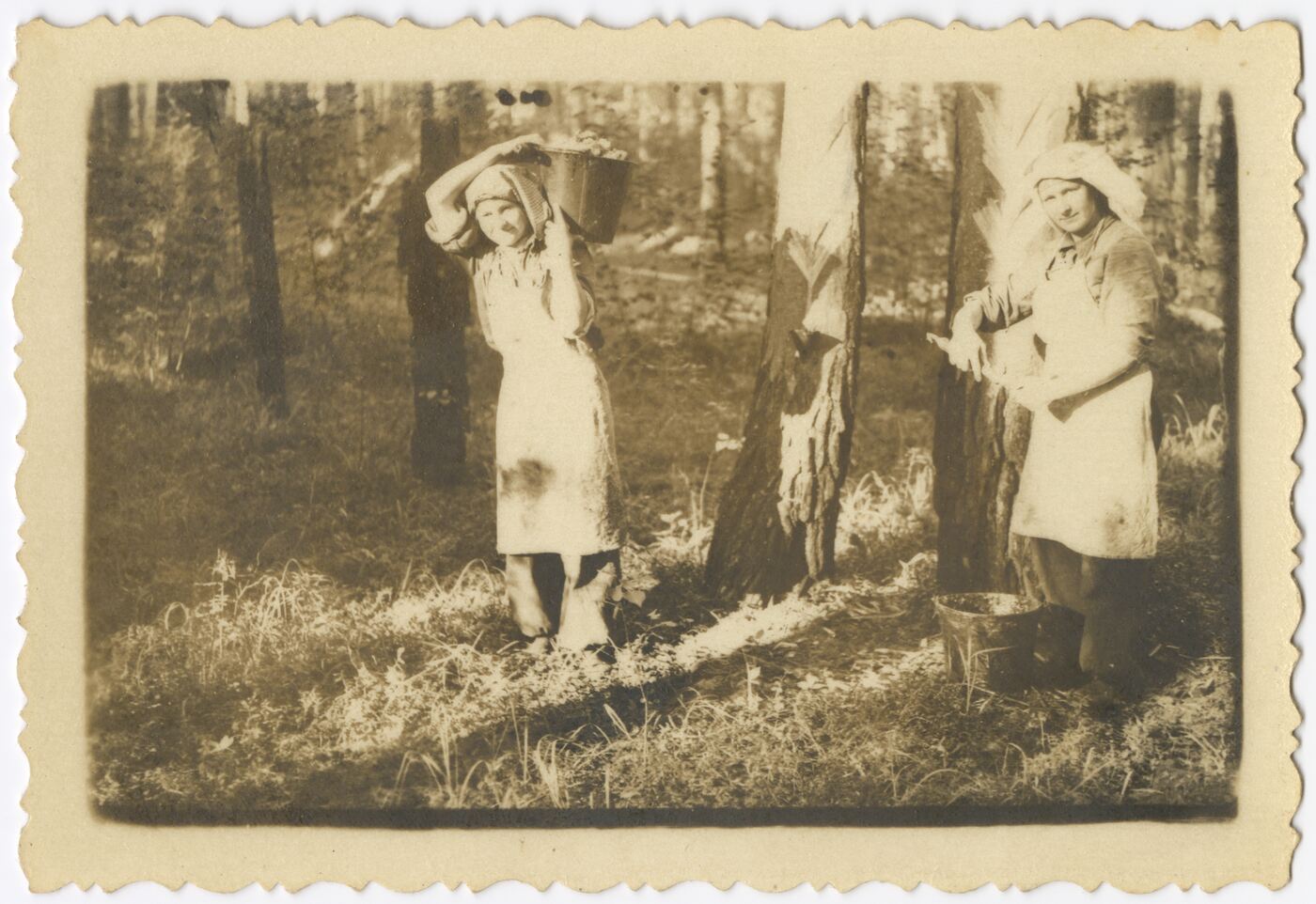 Nežinomas autorius, Tremtinės sakina medžius taigoje