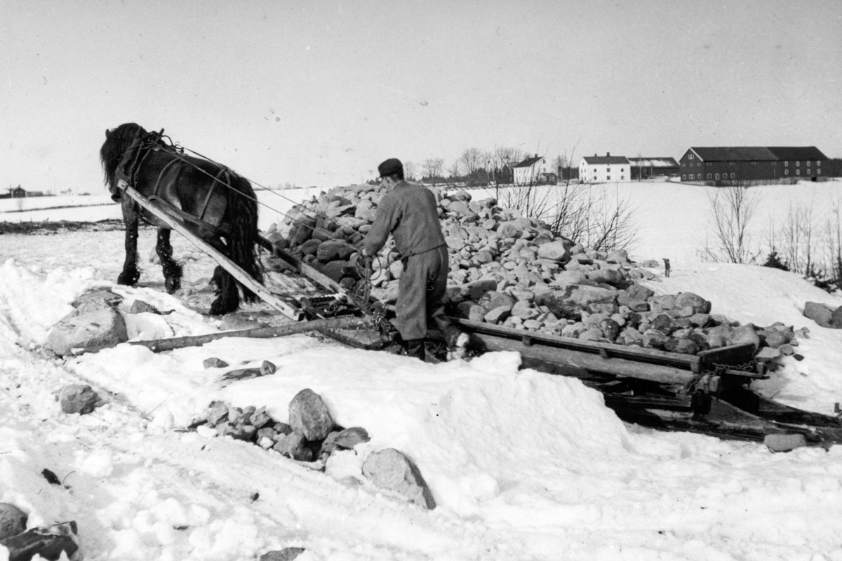 Anno Domkirkeodden, Dyri gard i Løten, Steinrydding. Rydding av ny åker, nybrott, nydyrking. Stein lastes på steinslede. Hest, hesteredskap. Ukjent gårdsarbeider.