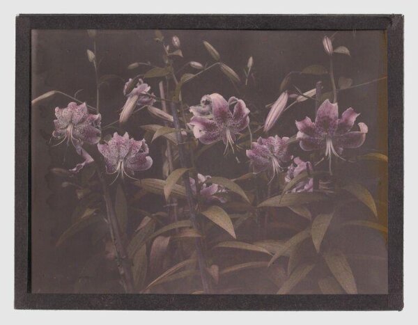 Unknown, Lilies