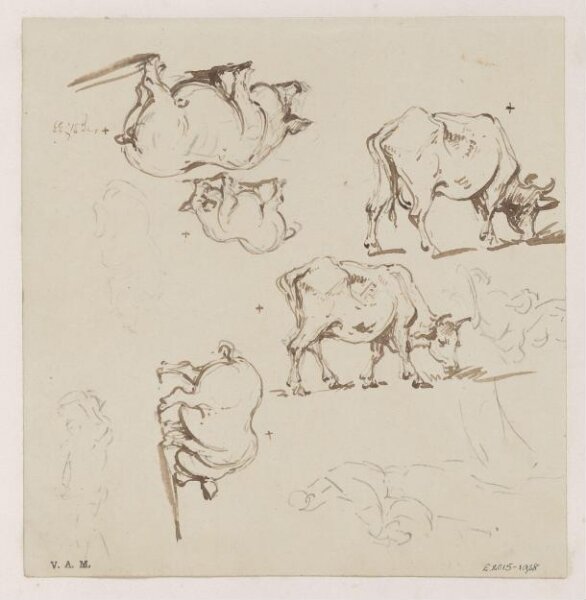 George Chinnery, Pigs and cows