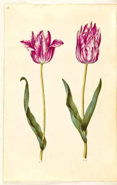 Hans Simon Holtzbecker, Tulipa gesneriana (have-tulipan)