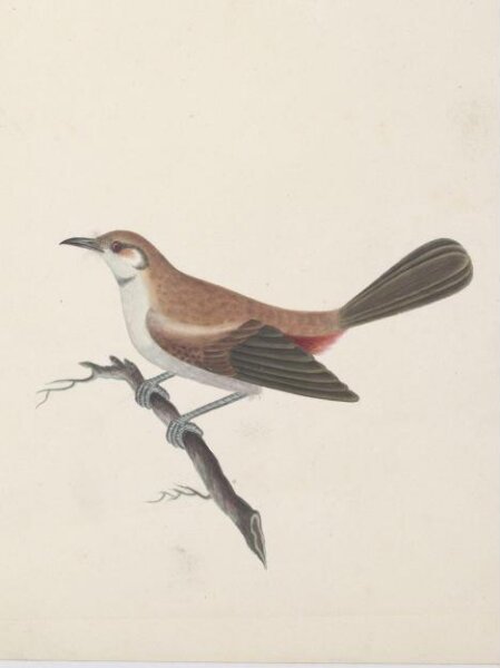 Unknown, Female Indian robin (?)
