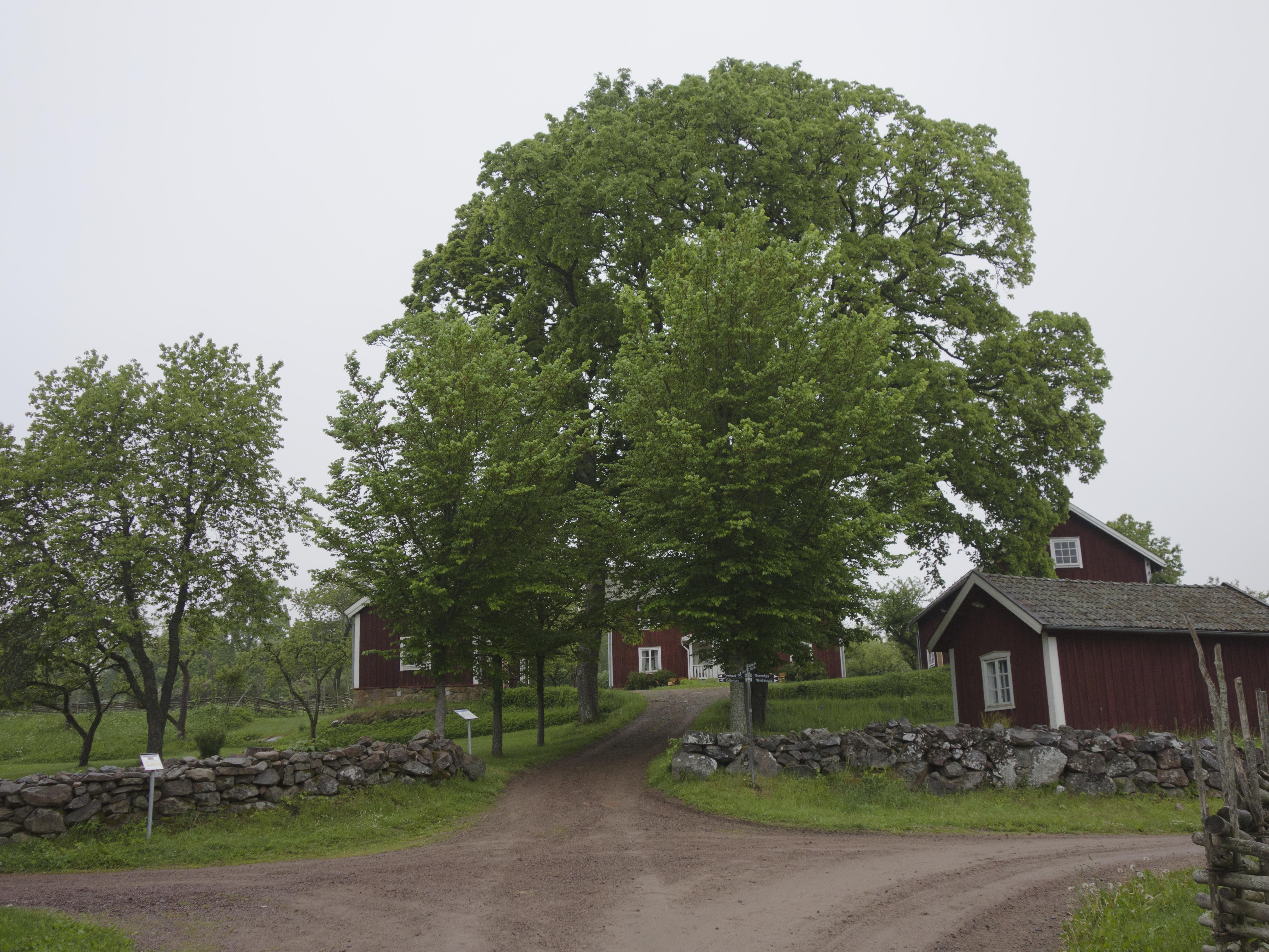 Leif Gren, Åsens by
