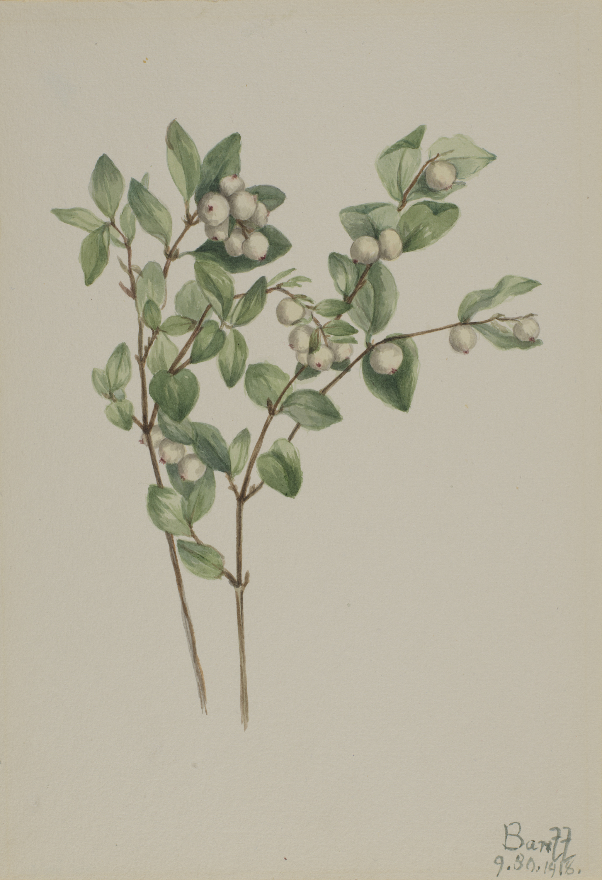 Mary Vaux Walcott, Snowberry (Symphoricarpos albus)