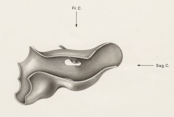 H.G Wetselaar, Sensory organs on an embryo