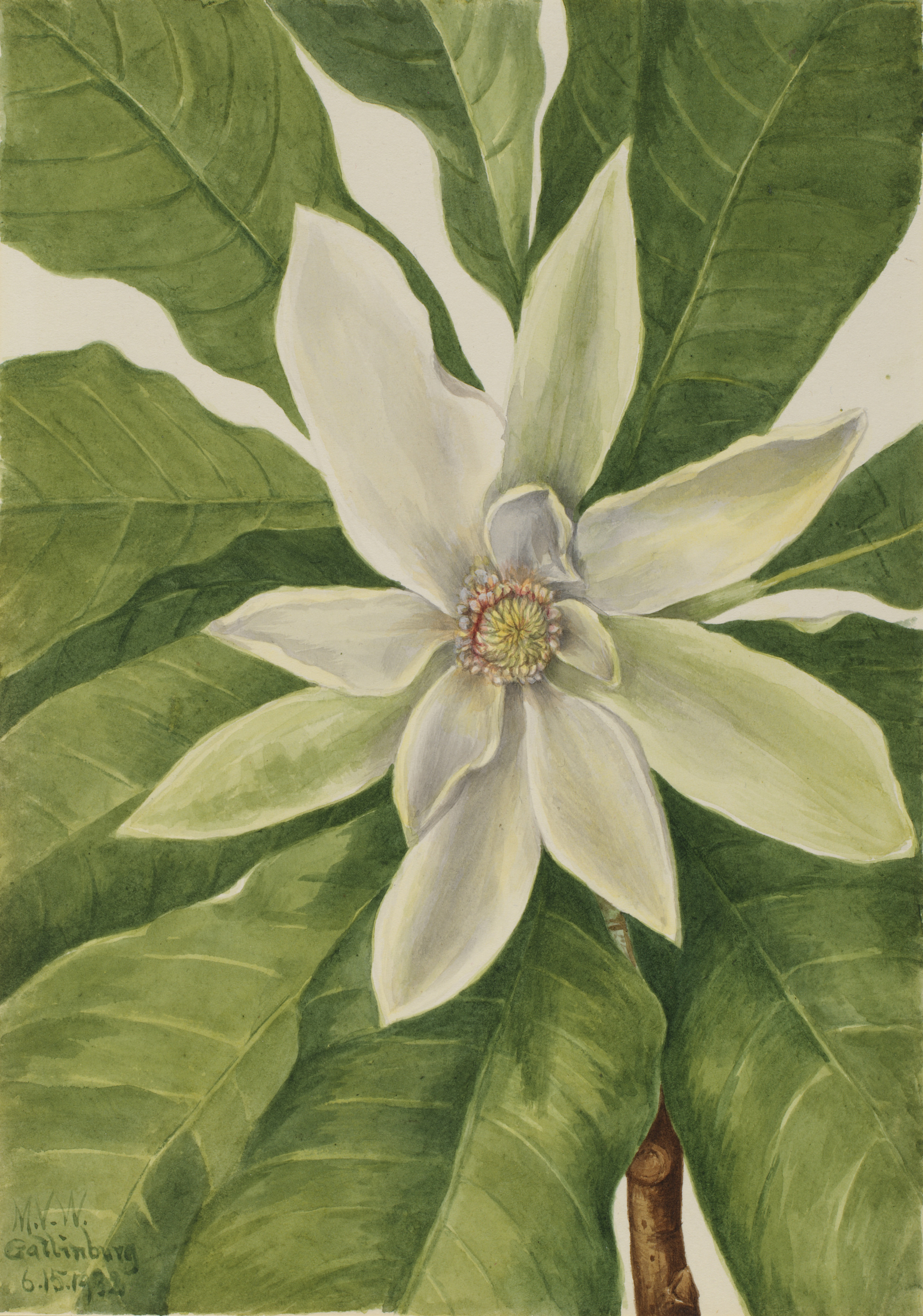 Mary Vaux Walcott, Umbrella Tree (Magnolia tripetala)
