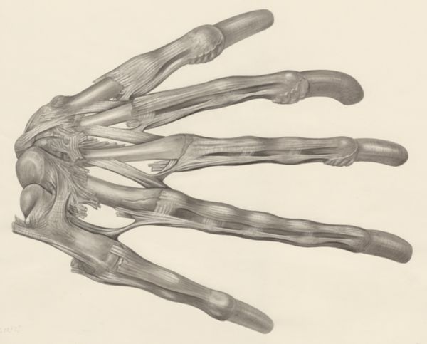 H.G Wetselaar, Muscular tissue of a lizards upper extremities