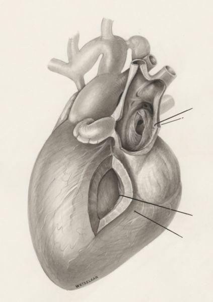 H.G Wetselaar, Heart