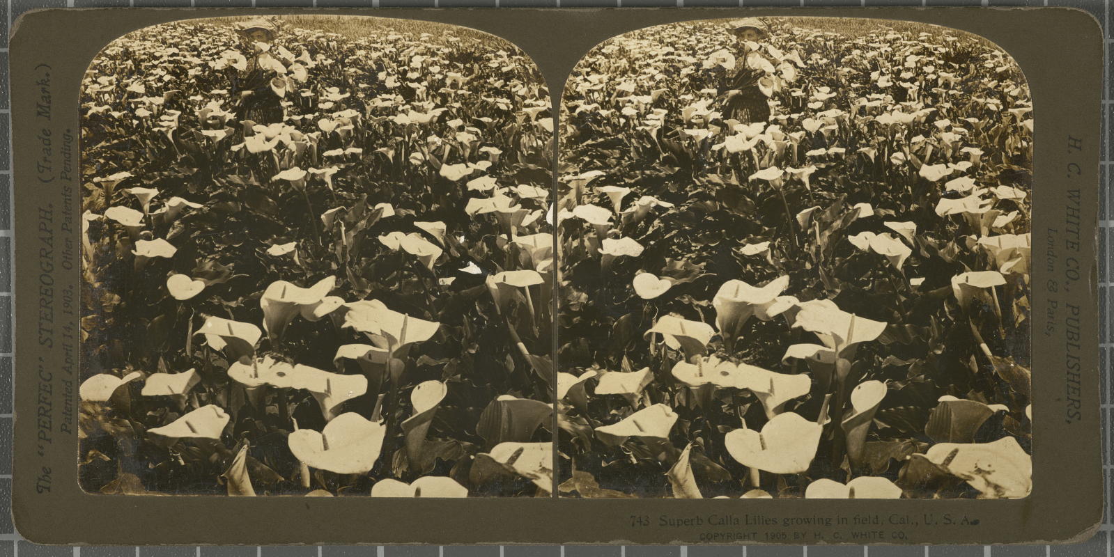 Desconegut, Superb Calla Lilies growing in field, Cal., U.S.A. White, H.C. & Co., The "Perfec" Stereograph