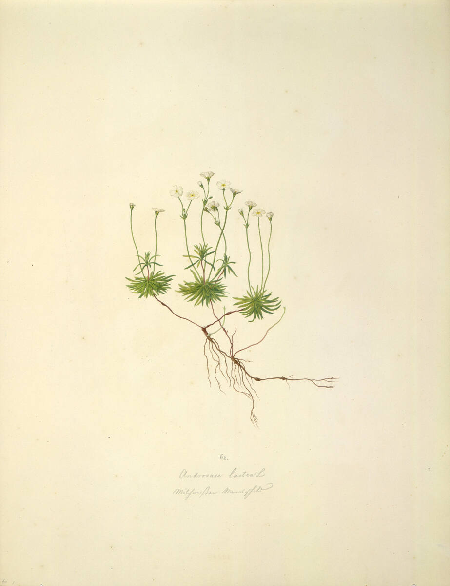 AugustRokert, Androsace lactea L - Milchweißer Mannsschild