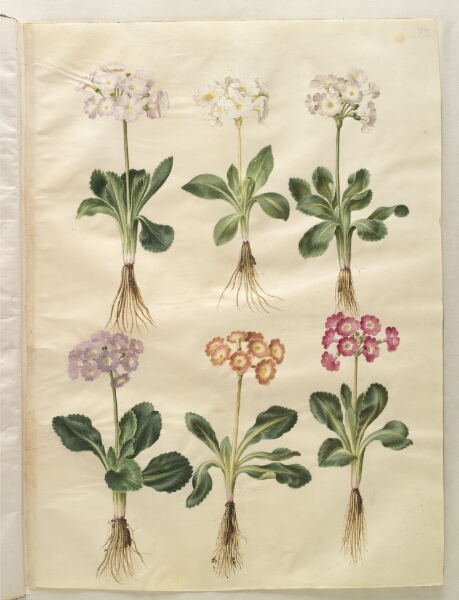 Hans Simon Holtzbecker, Primula ×pubescens (have-aurikel)