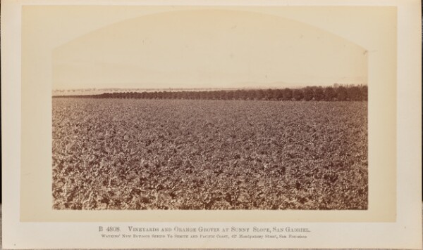 Carleton Watkins, Vineyards and Orange Groves at Sunny Slopes, San Gabriel