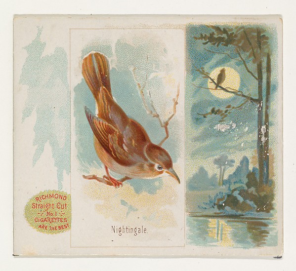 Allen & Ginter, Nightingale, from the Song Birds of the World series (N42) for Allen & Ginter Cigarettes