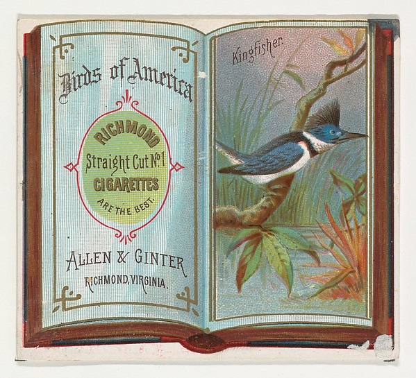 Allen & Ginter, Kingfisher, from the Birds of America series (N37) for Allen & Ginter Cigarettes