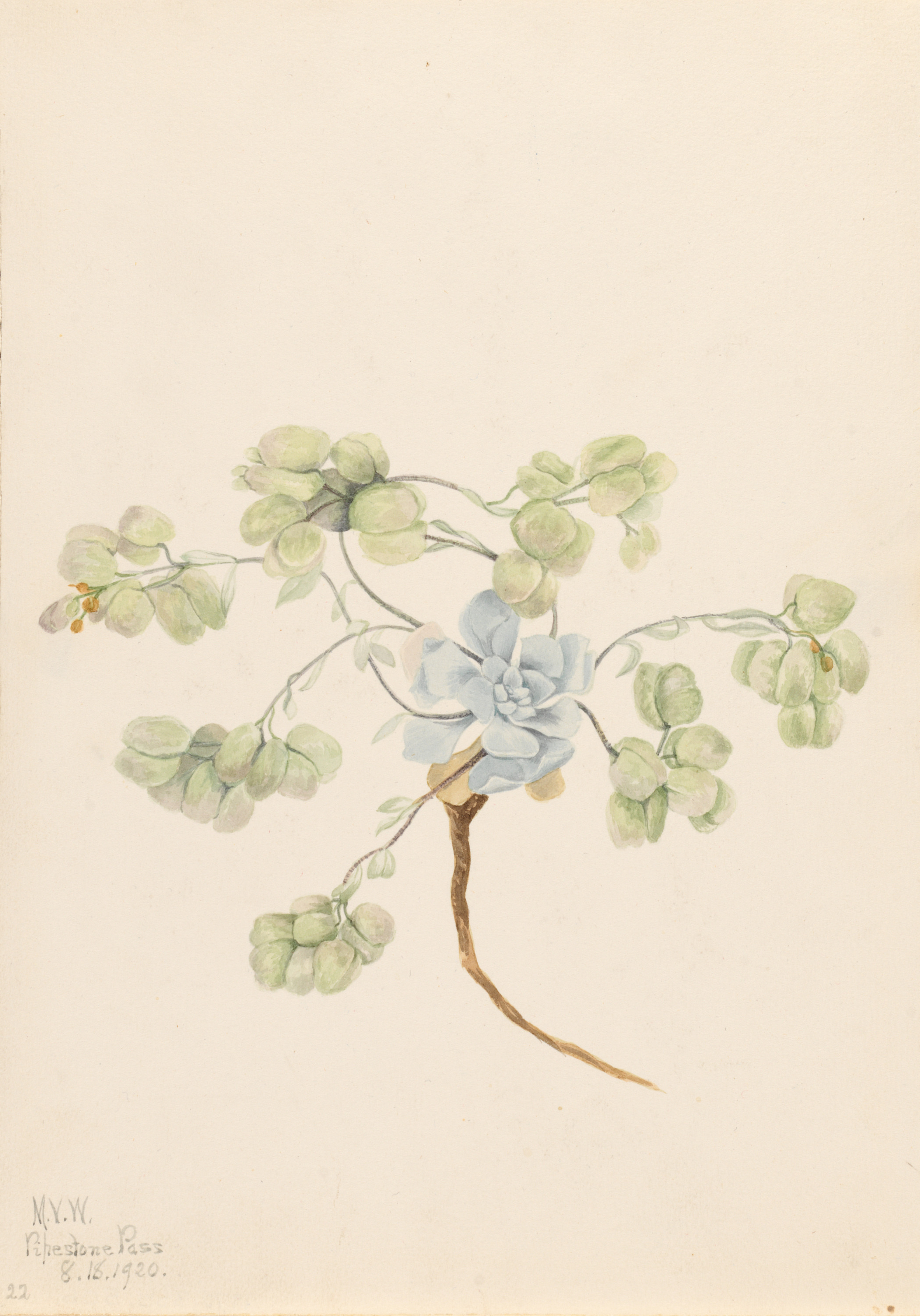 Mary Vaux Walcott, Double Bladderpod (Physaria didymocarpa)