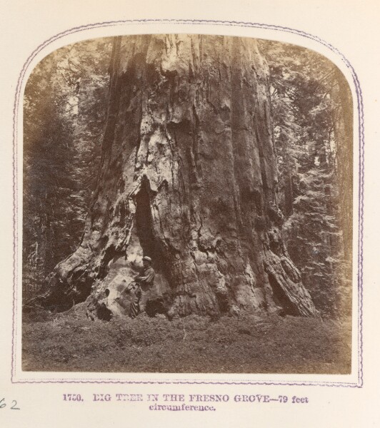 Thomas Houseworth, Big Trees in the Fresno Grove