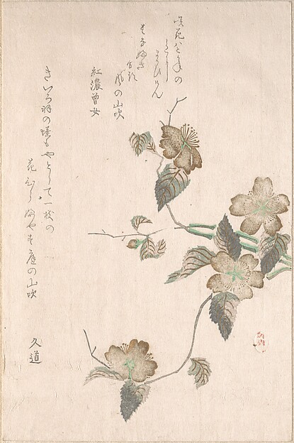 Unidentified artist, Yamabuki Flowers (kerria japonica)