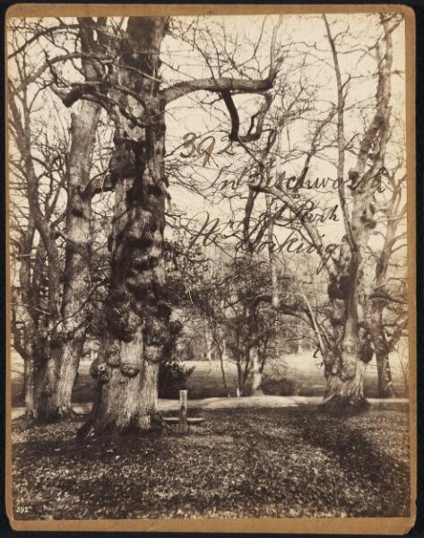 Francis Frith, In Betchworth Park.  Nr. Dorking