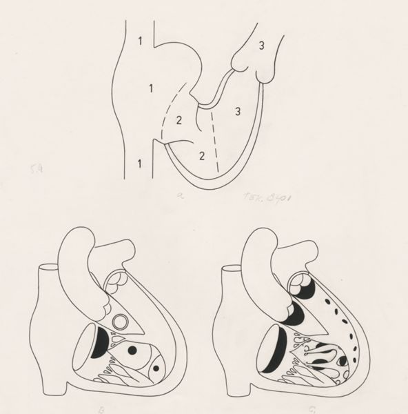 J Wetselaar-Whittaker, Schematic representation of the cardiovascular system