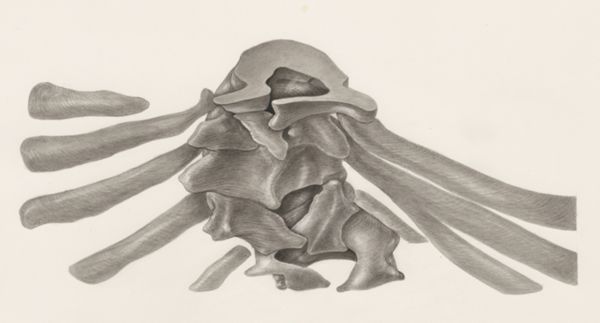 H.G Wetselaar, Embryonic tissue