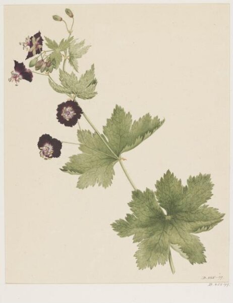 Unknown, Drawing