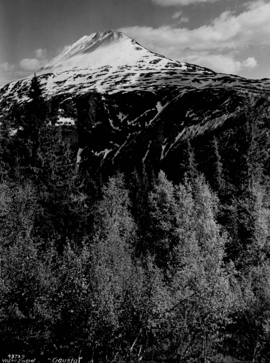 Anders Beer Wilse, Gaustatoppen med skog i forgrunnen. Snødekt fjell.