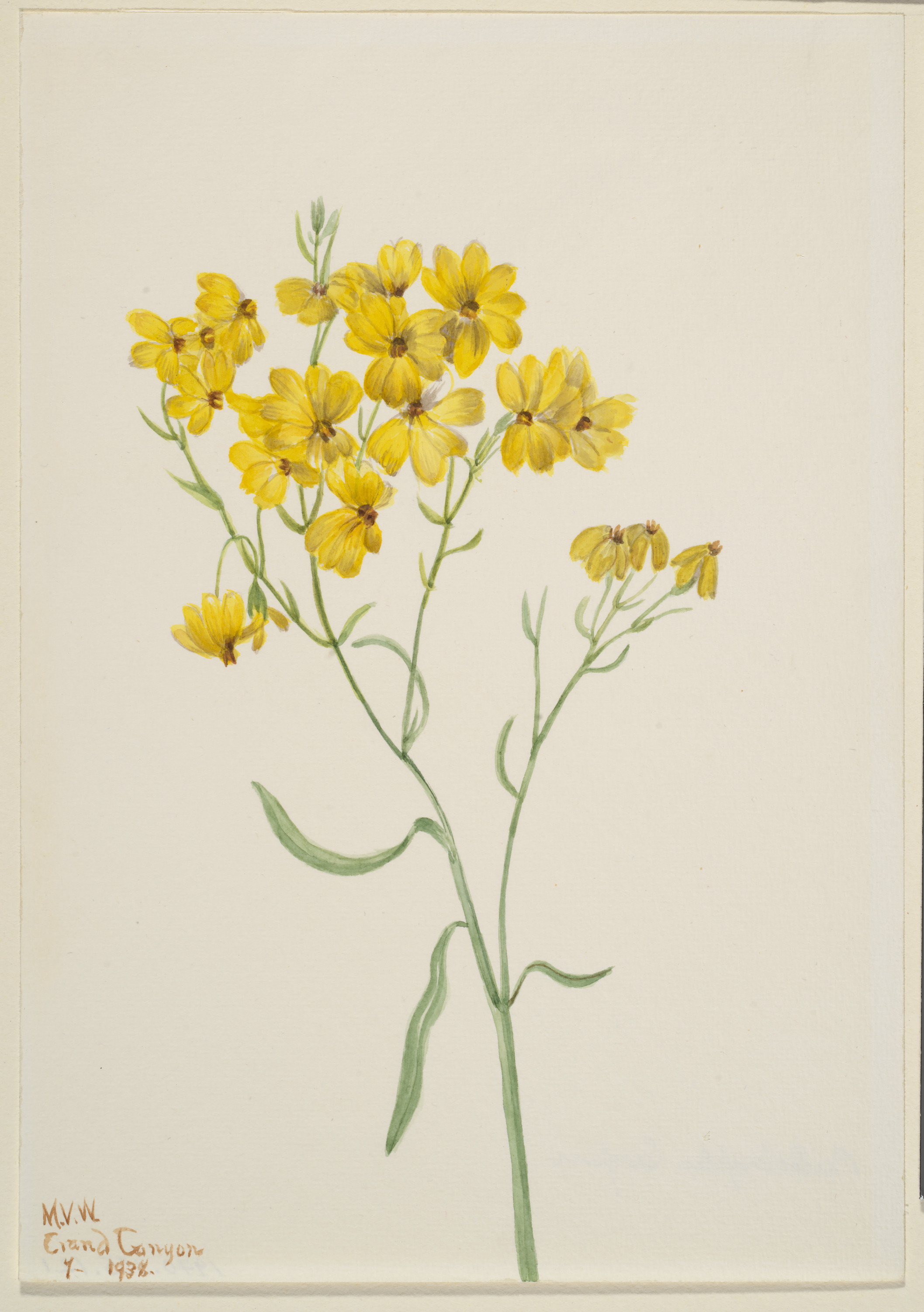 Mary Vaux Walcott, Psilostrophe sparsiflora
