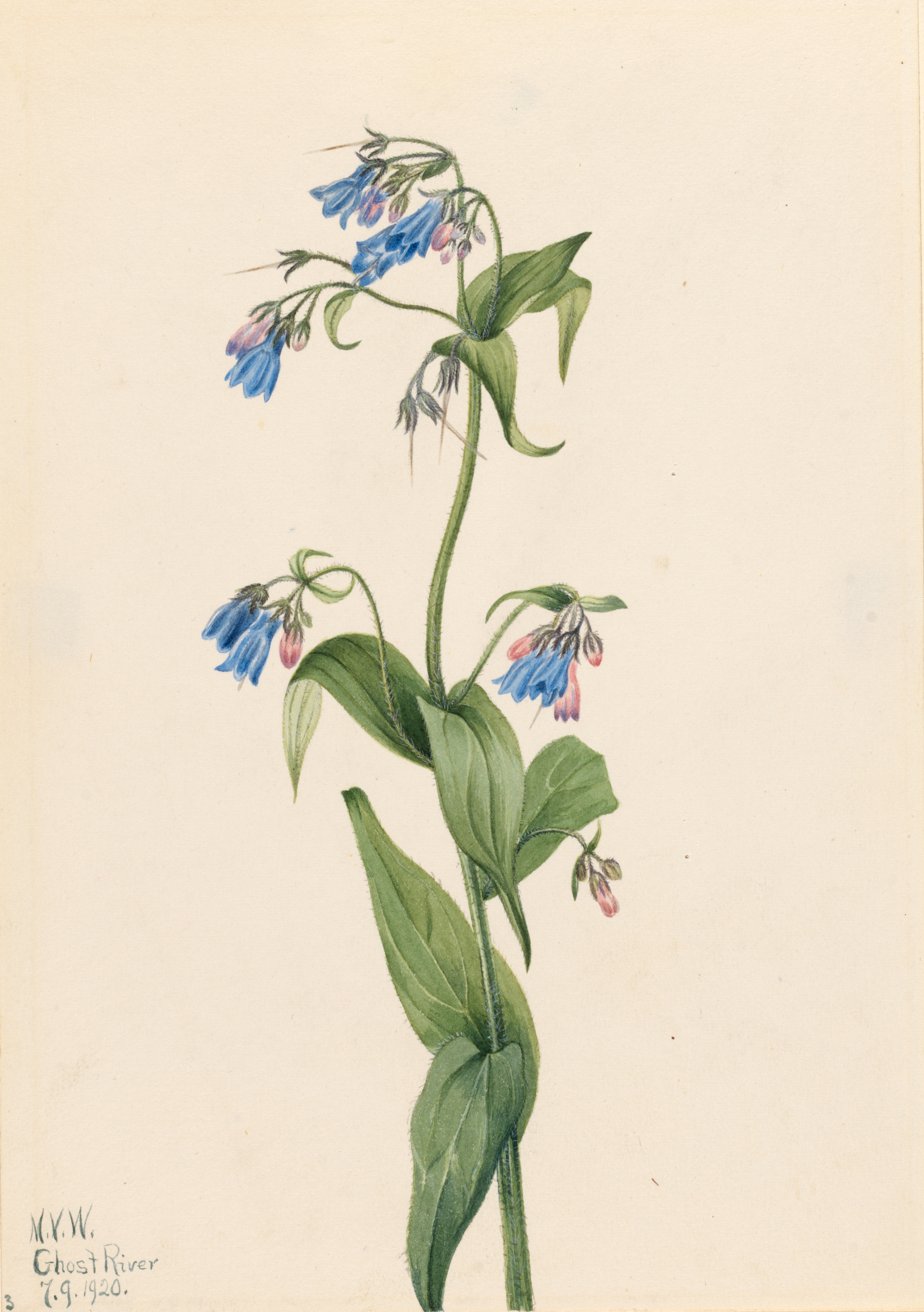 Mary Vaux Walcott, Western Bluebells (Mertensia paniculata)
