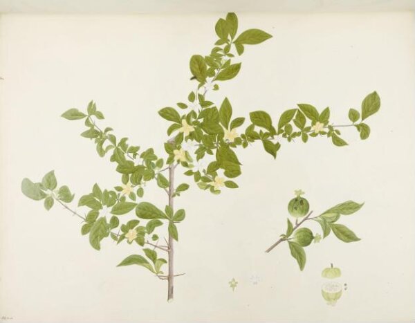 unknown, Flowers and Fruits