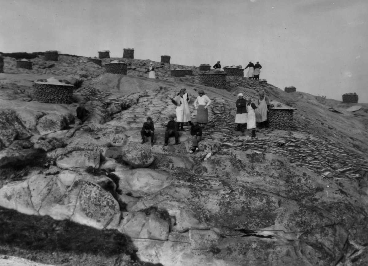 Anders Beer Wilse, Klippfisktørking