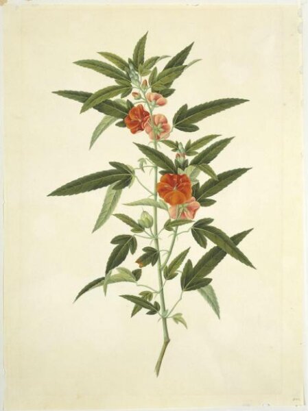 Unknown, Scarlet Pentapetes