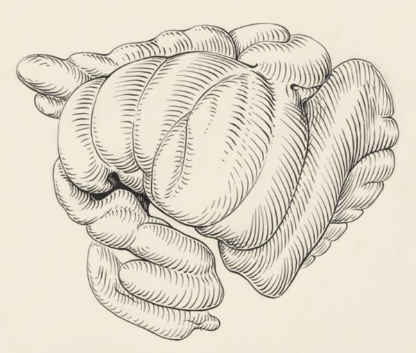 J Tinkelenberg, Part of the central nervous system of a lemur