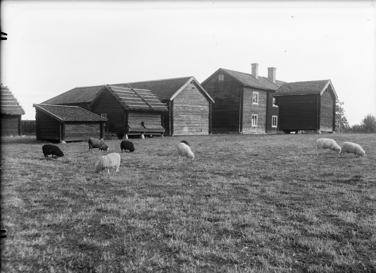 Paul Sandberg, Friluftsmuseet Disagården, Gamla Uppsala sannolikt år 1930