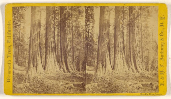 Edward and Henry T. Anthony & Co., The Three Graces. [Mammoth Trees, California]
