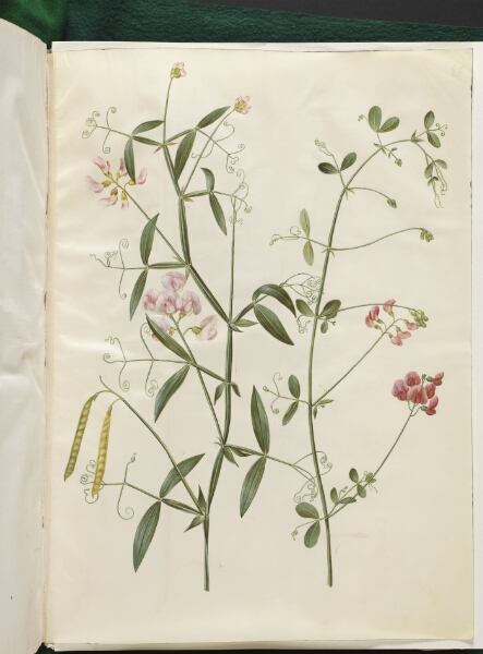 Hans Simon Holtzbecker, Lathyrus sylvestris (skov-fladbælg); Lathyrus tuberosus (knold-fladbælg)