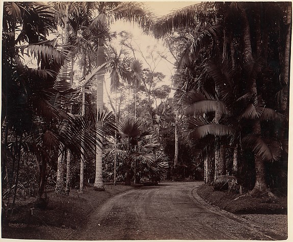 Unknown, Palm Group, Bvitenzorg, Java
