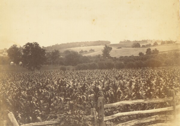 Thomas Eakins, [Cornfield, Avondale, PA]