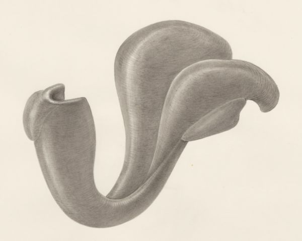 H.G Wetselaar, Embryonic tissue