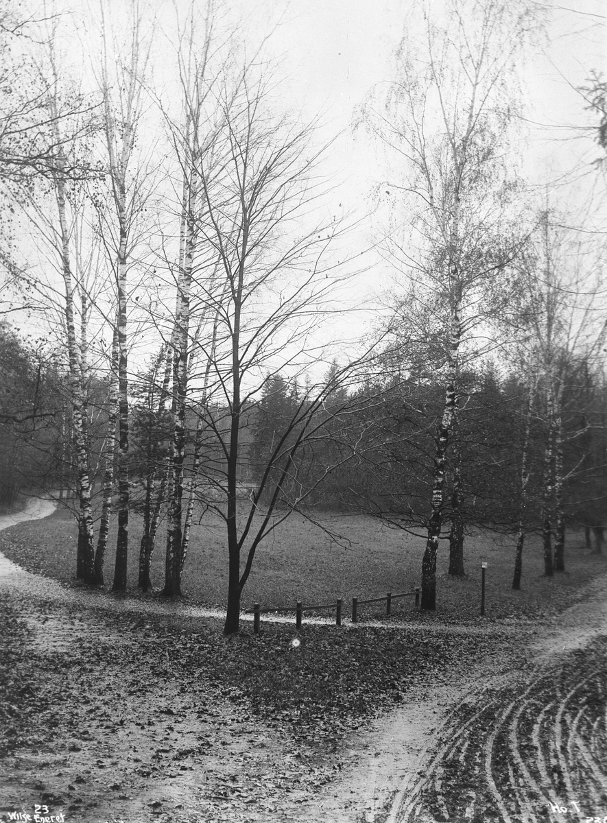 Anders Beer Wilse, Prot: Birketre Bygdø Høststemning Nov 1900