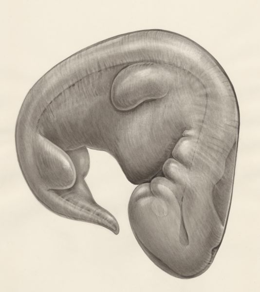 H.G Wetselaar, Embryo