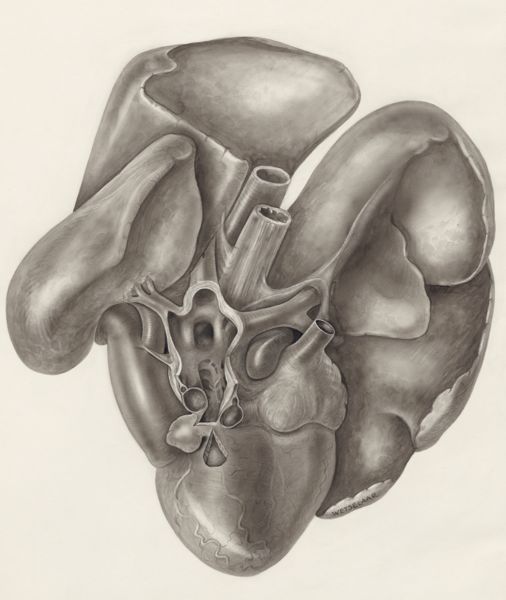 H.G Wetselaar, Heart and adjacent organs