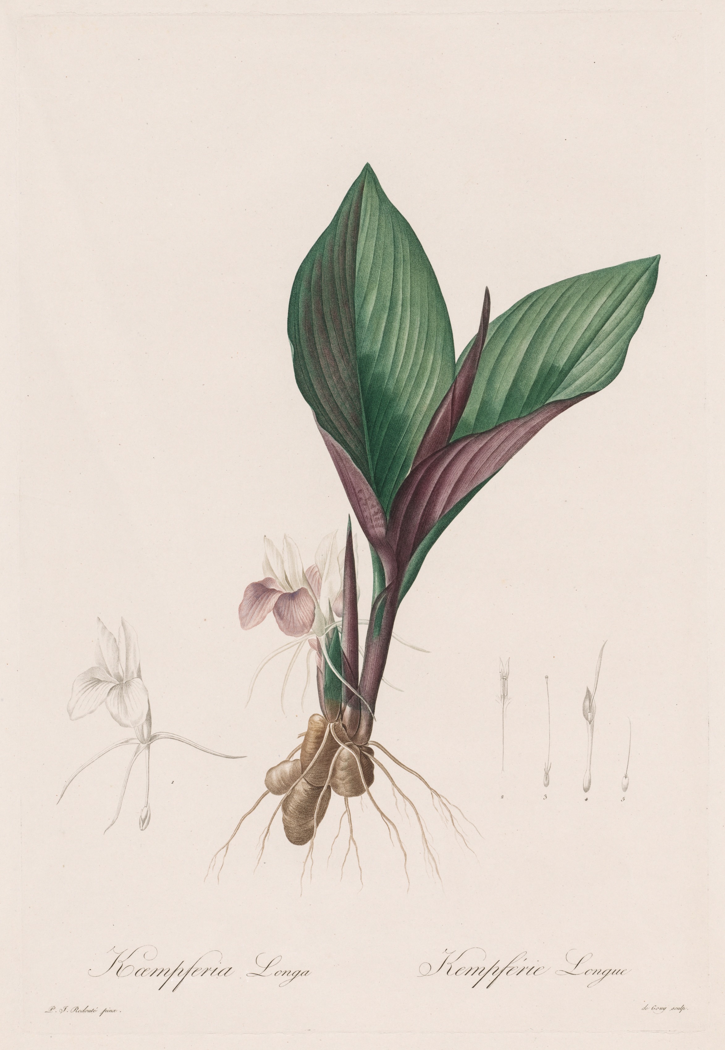 Pierre-Joseph Redouté, Les Liliacées:  Kaempferia longa
