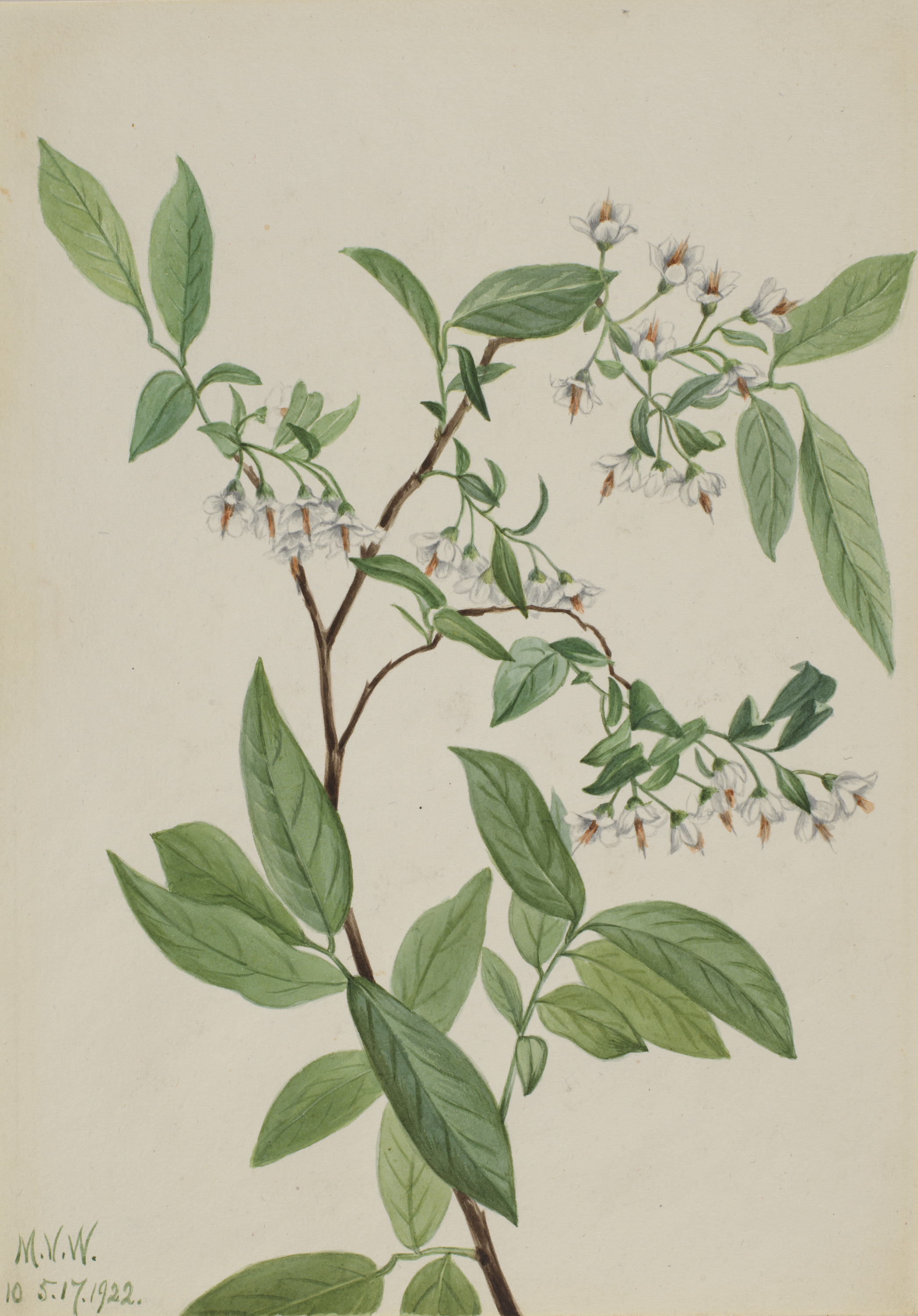 Mary Vaux Walcott, Deerberry (Polycodium stamineum)