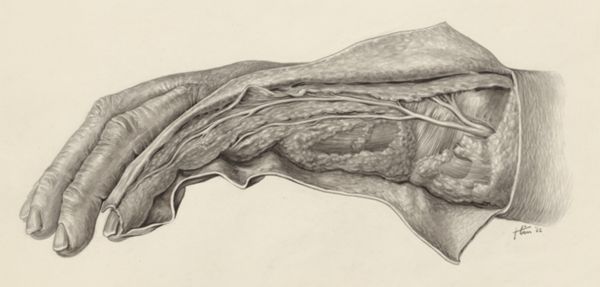 J Tinkelenberg, Muscular tissue of the human hand