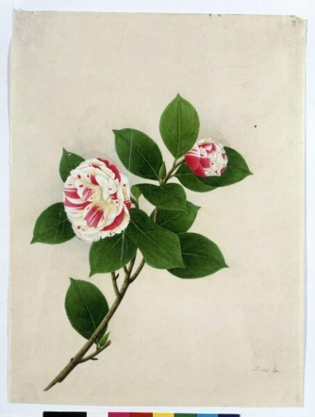 Unknown, Camellia