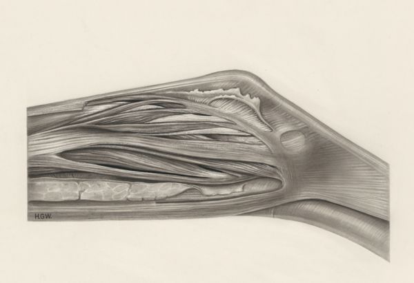 H.G Wetselaar, Muscular tissue of a mammal's finger