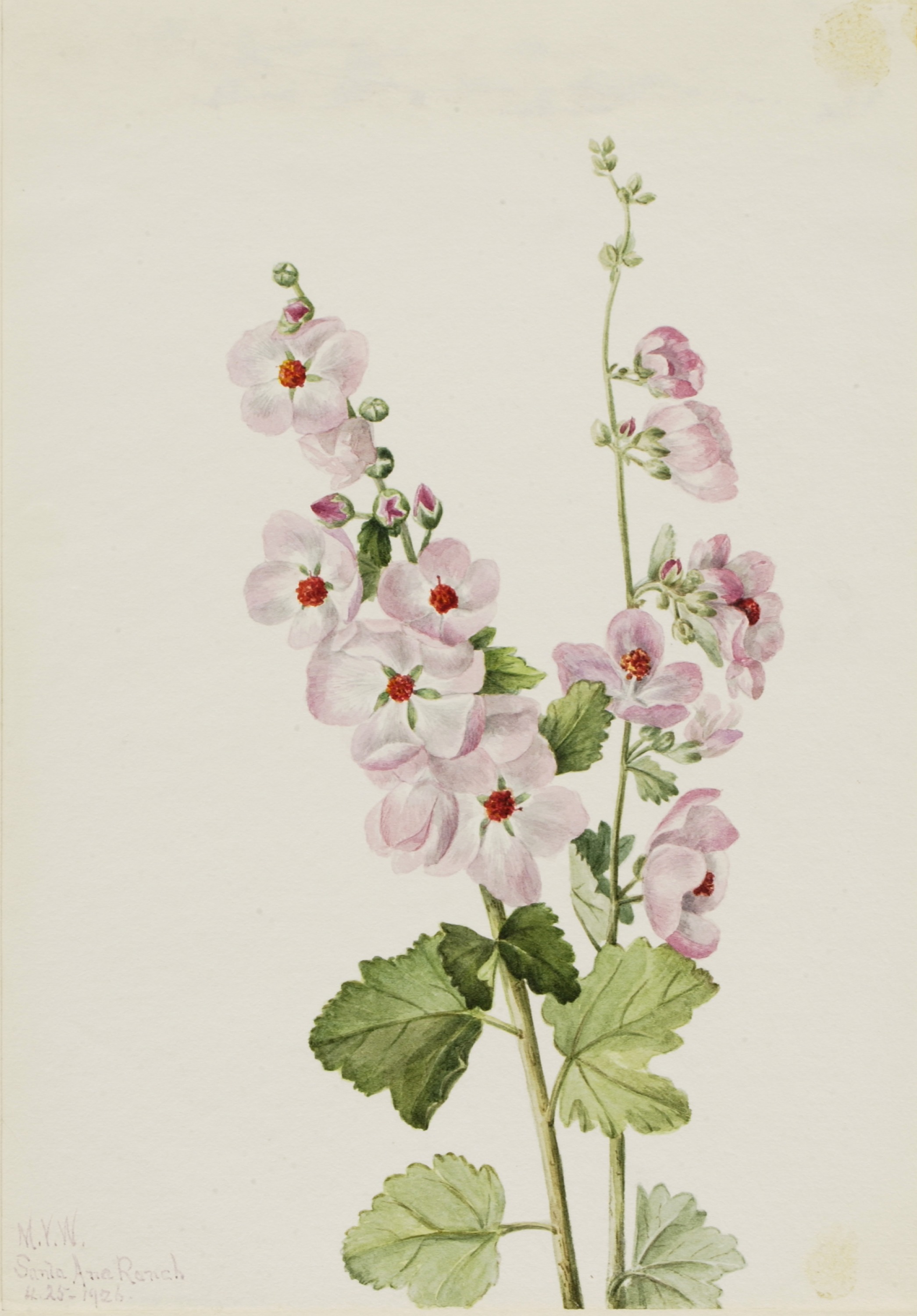 Mary Vaux Walcott, Orange-Eye Globemallow (Sphaeralcea davidsonii)
